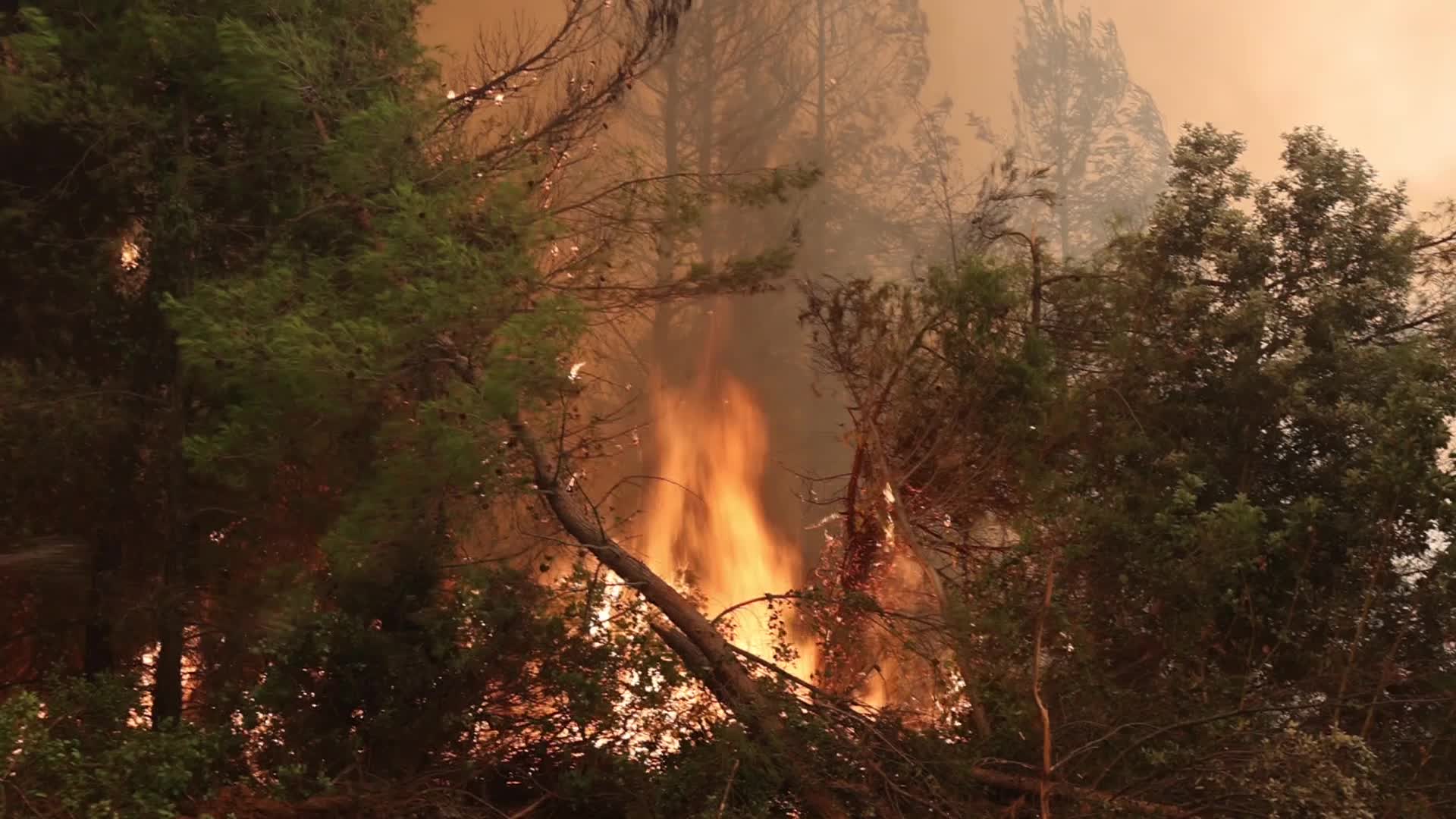 Wildfire burning forest in Evia Island, Greece