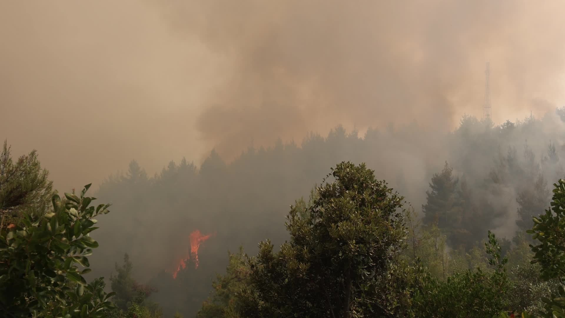 Wildfire burning forest in Evia Island, Greece
