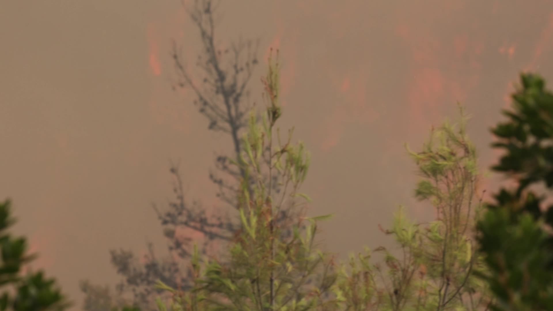 Wildfire burning forest in Evia Island, Greece