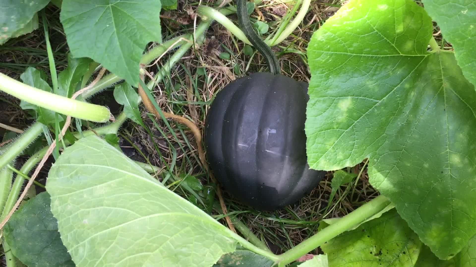 Agriculture in Canada