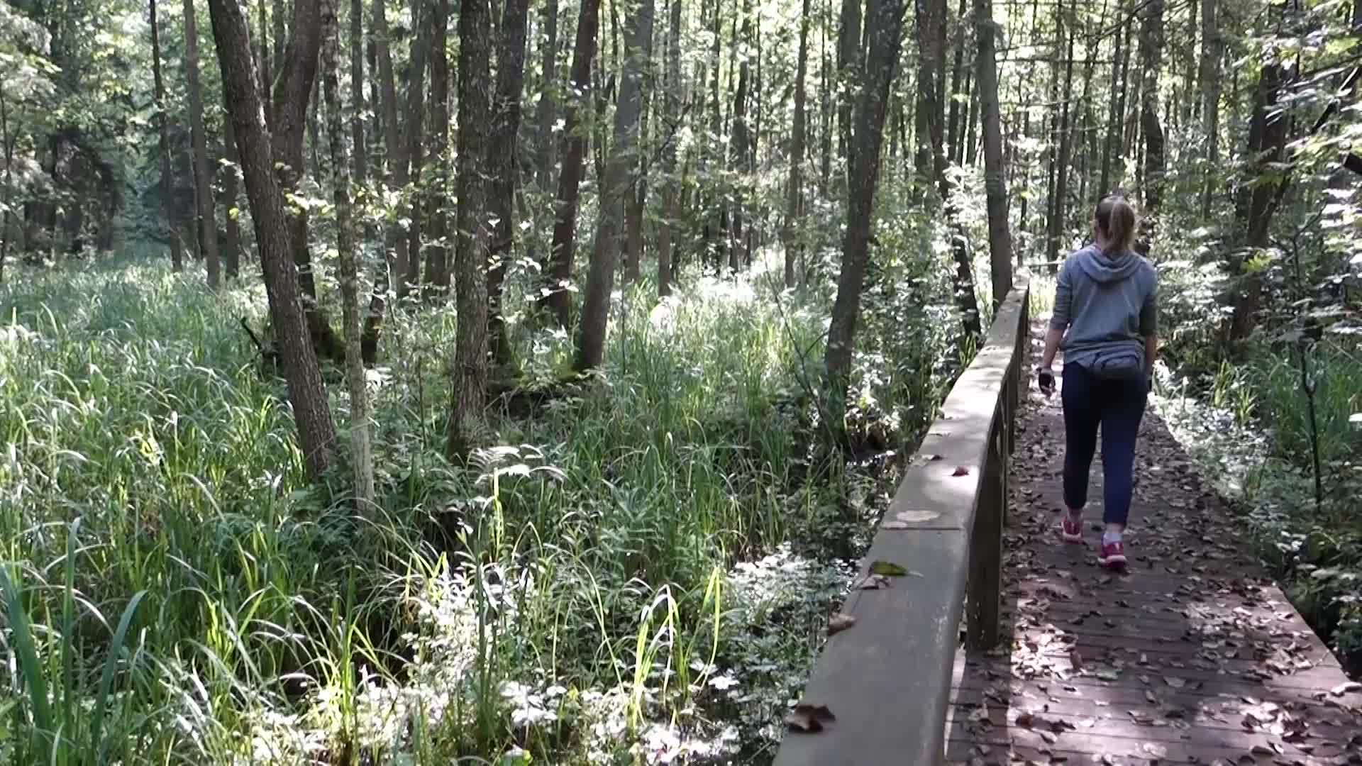 Bialowieza National Park in Poland