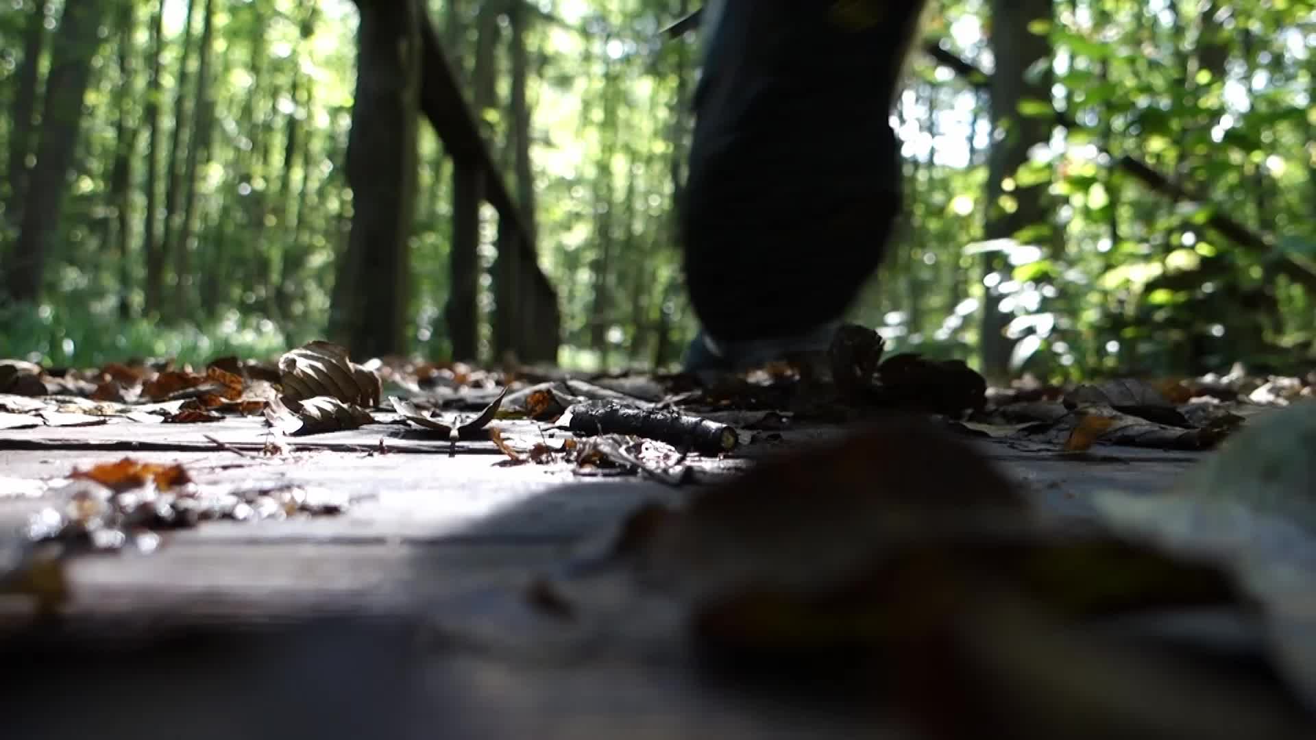 Bialowieza National Park in Poland