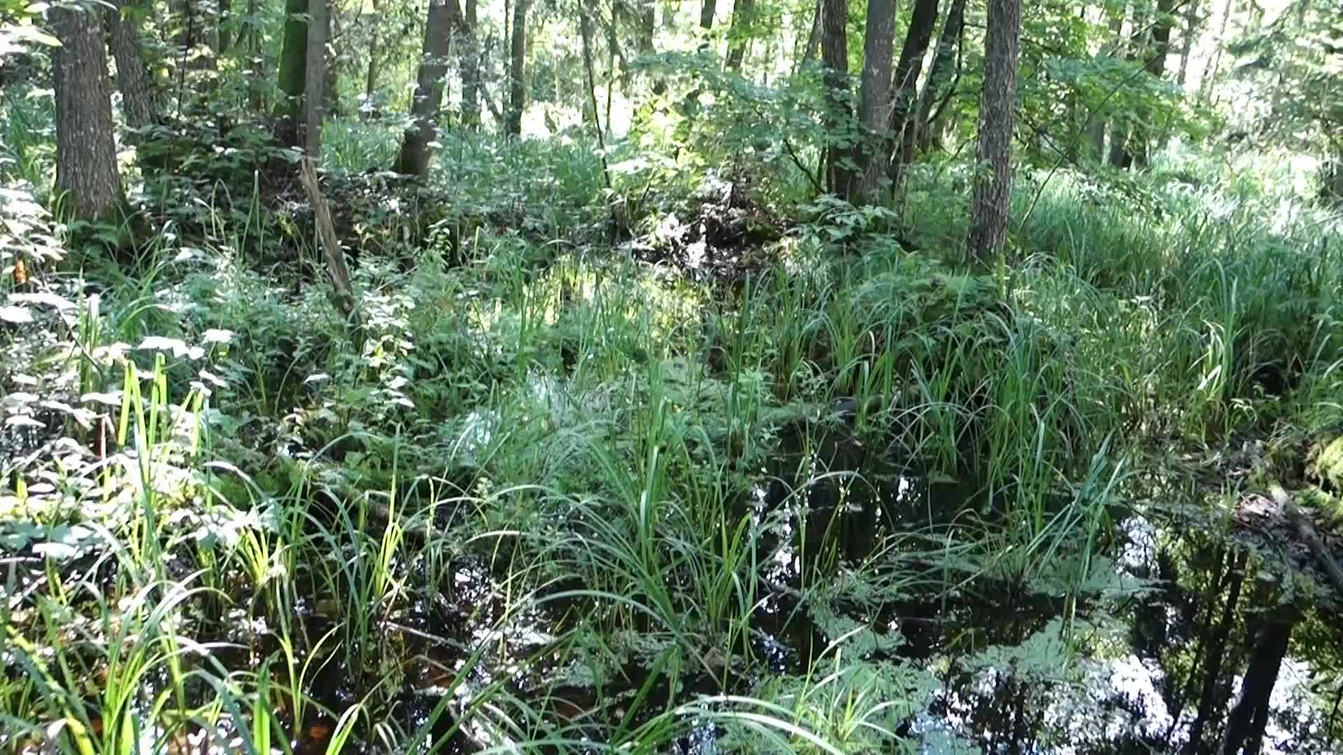 Bialowieza National Park in Poland