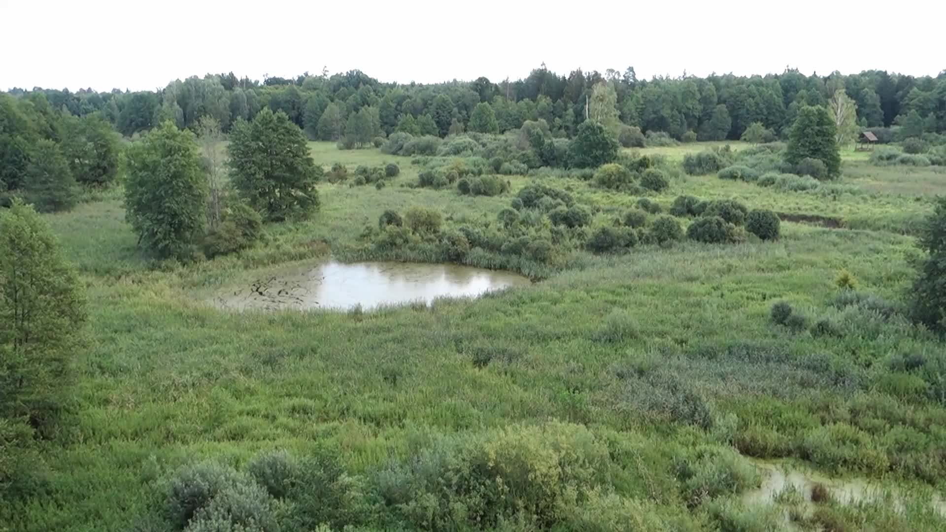 Bialowieza National Park in Poland