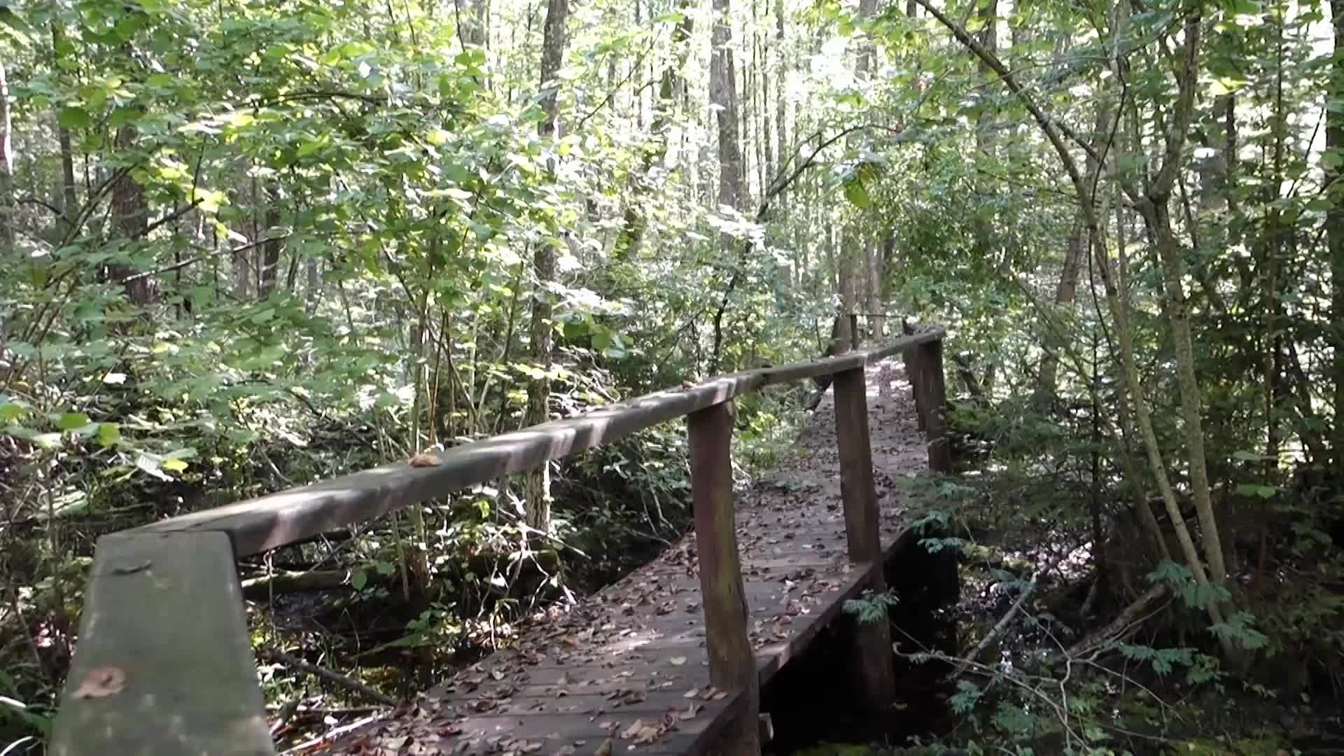 Bialowieza National Park in Poland