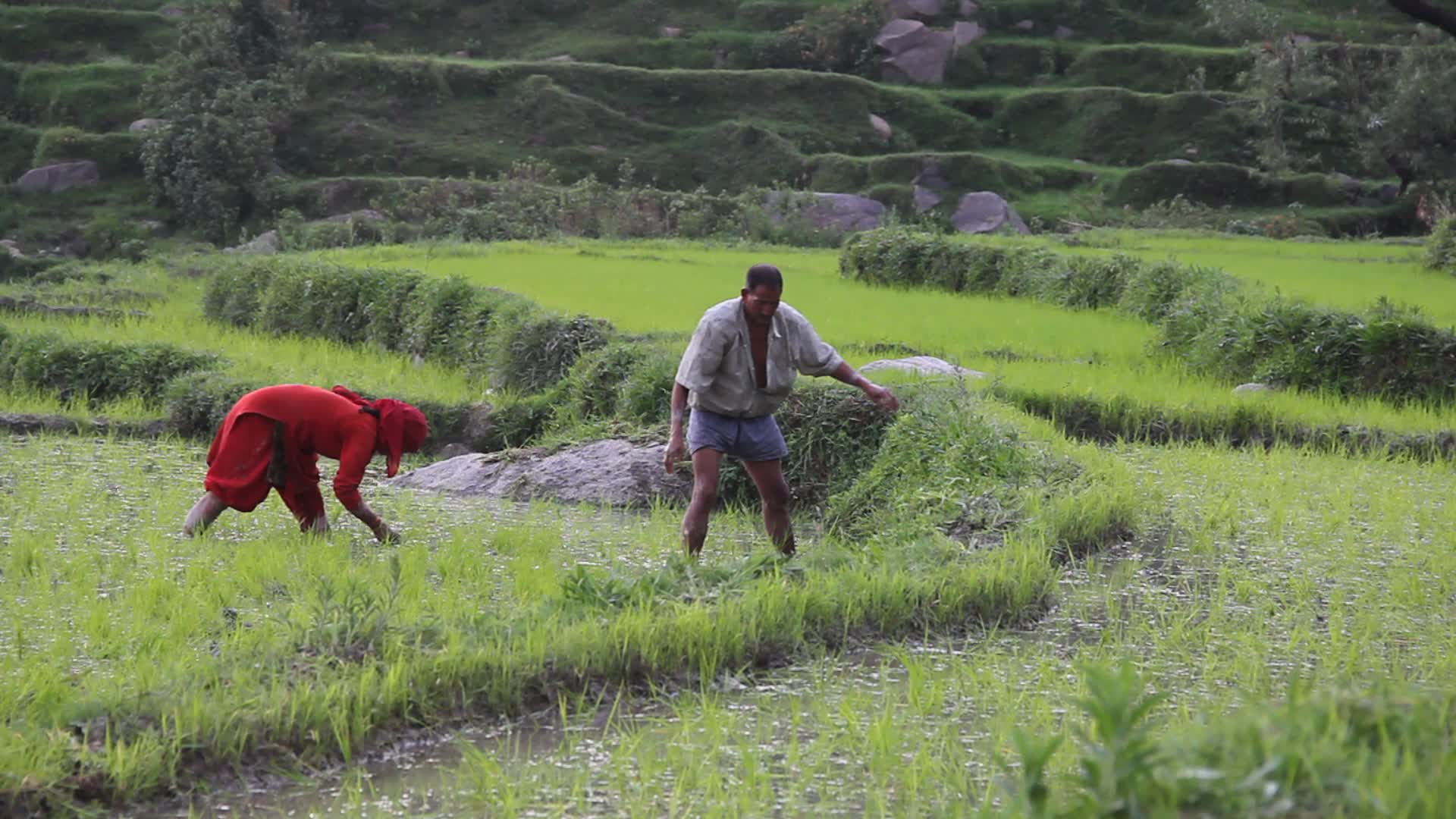 Rice planting in Himachal Pradesh