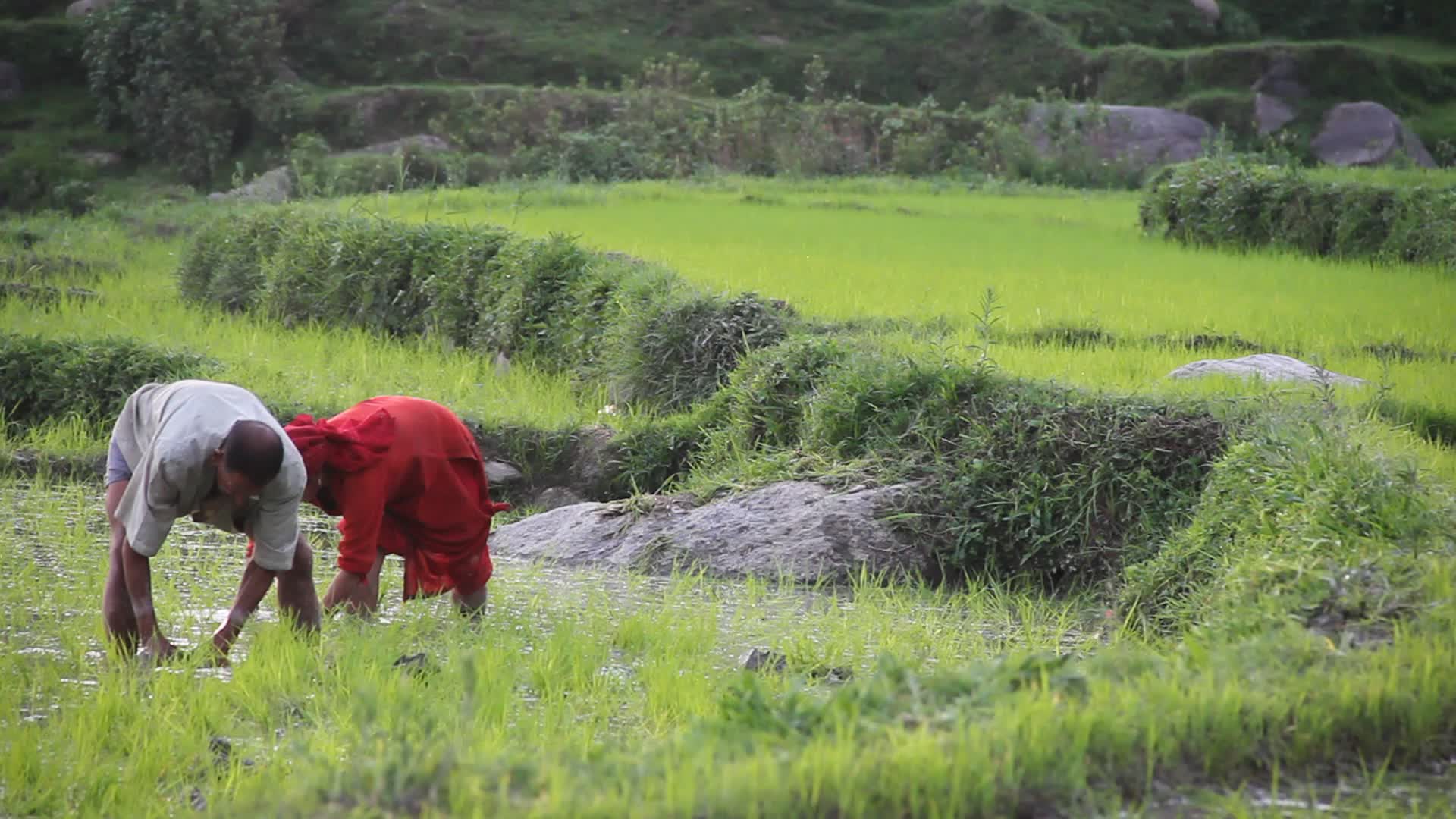 Rice planting in Himachal Pradesh