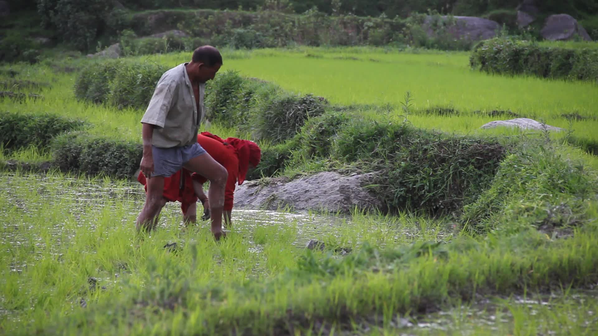 Rice planting in Himachal Pradesh
