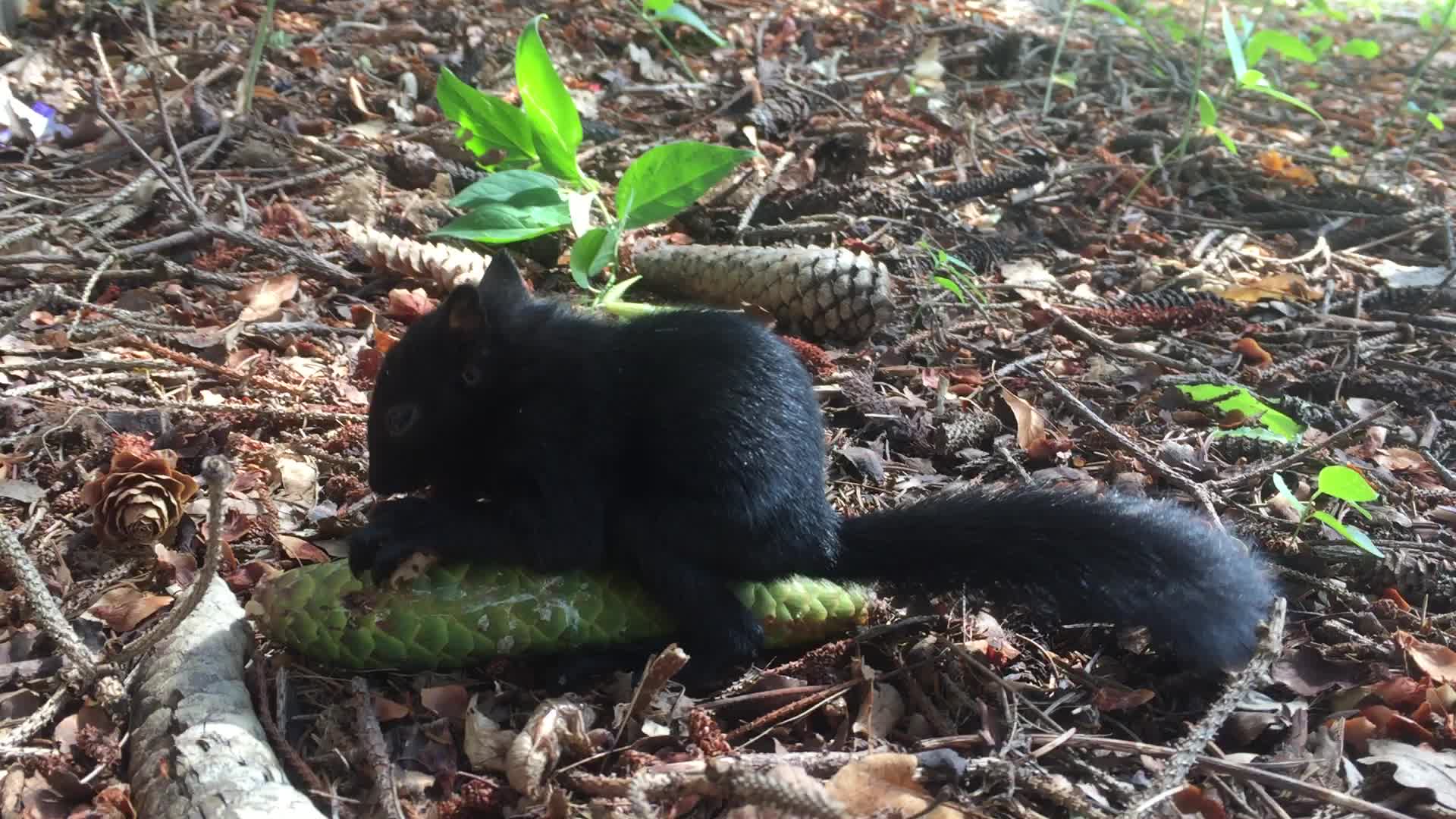 Infant black squirrel