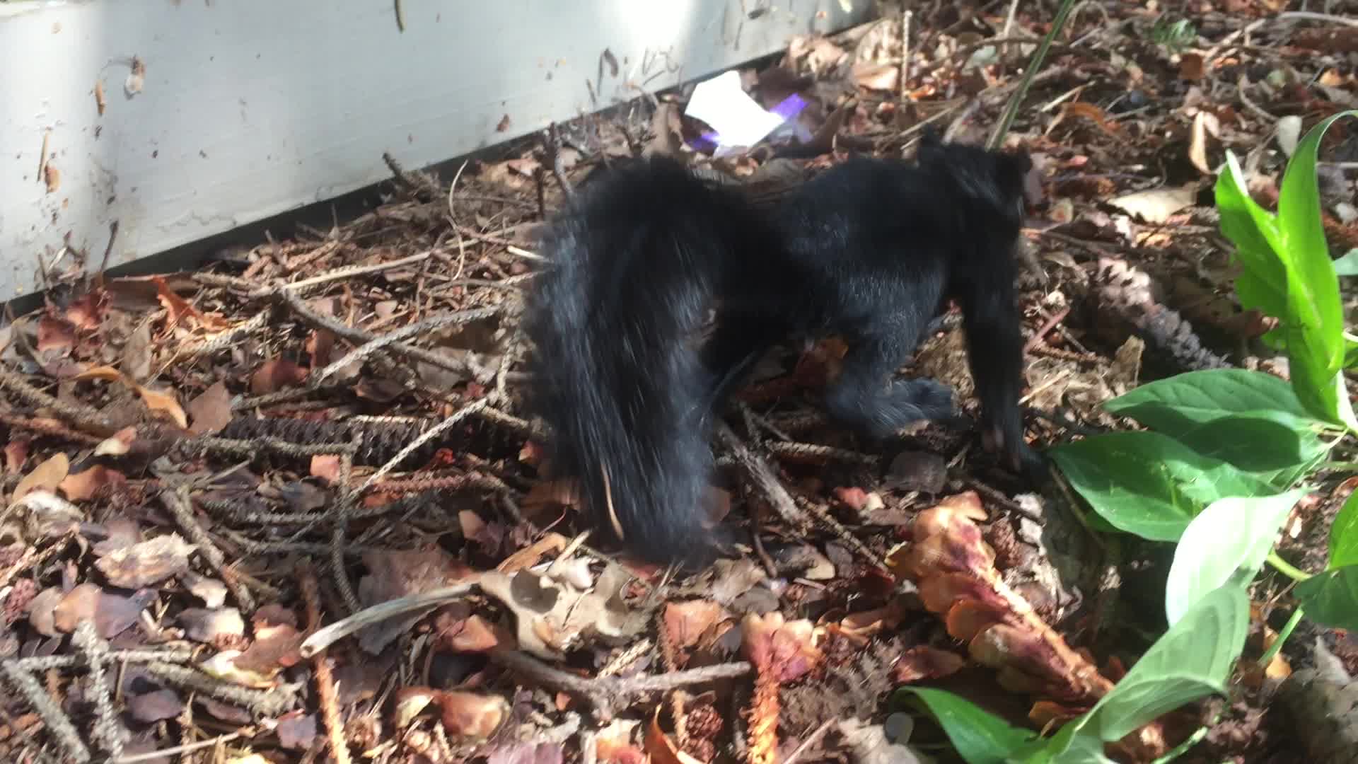 Infant black squirrel
