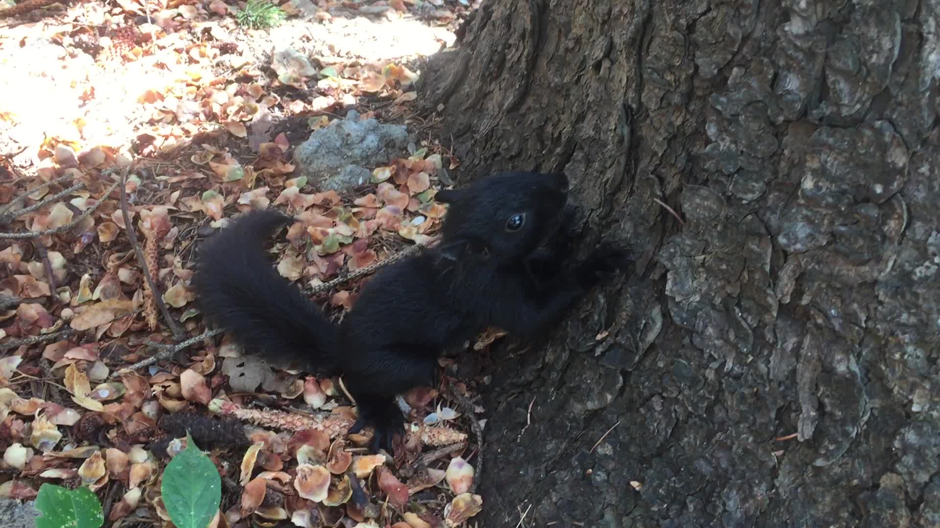 Infant black squirrel