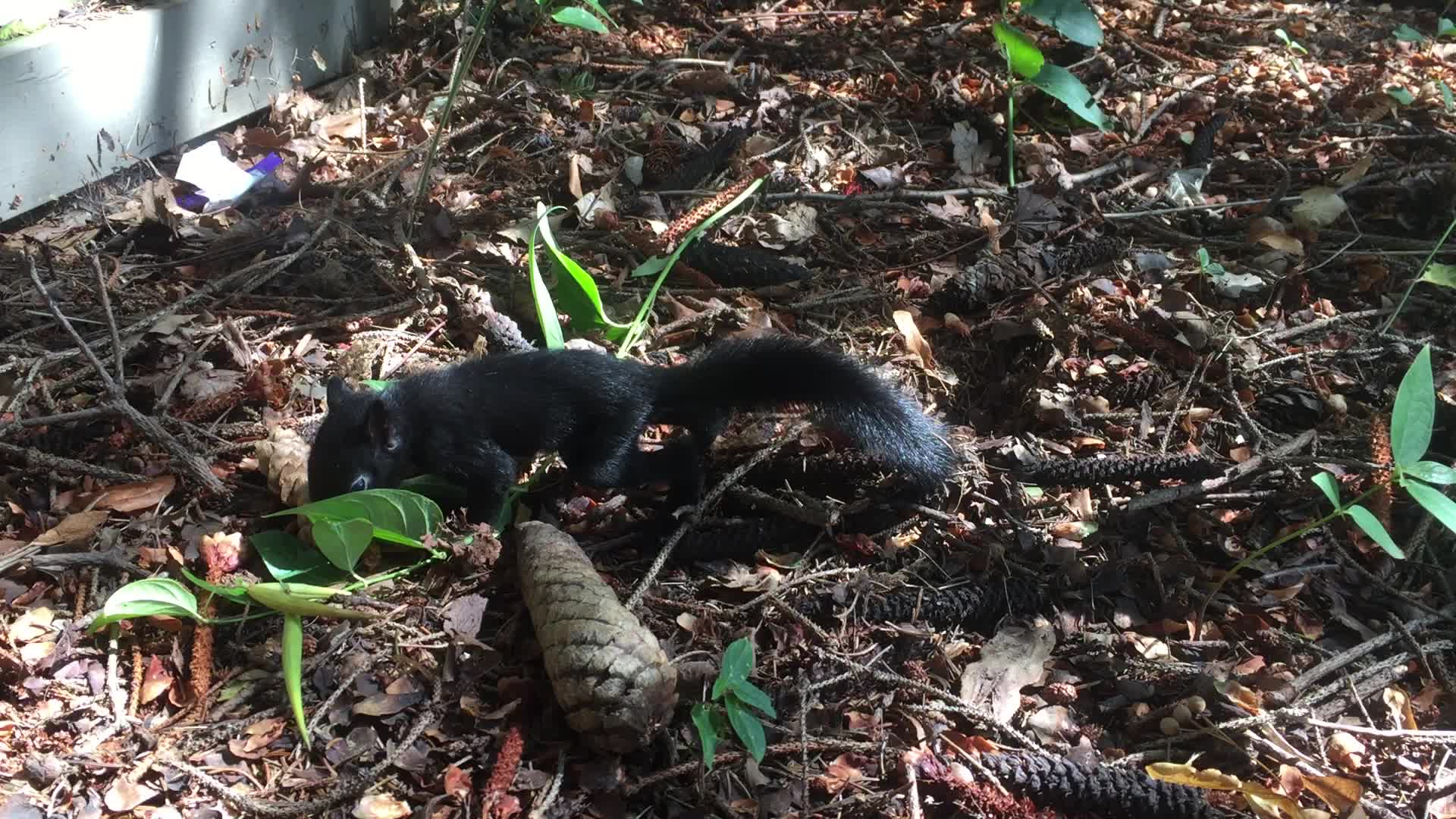 Infant black squirrel