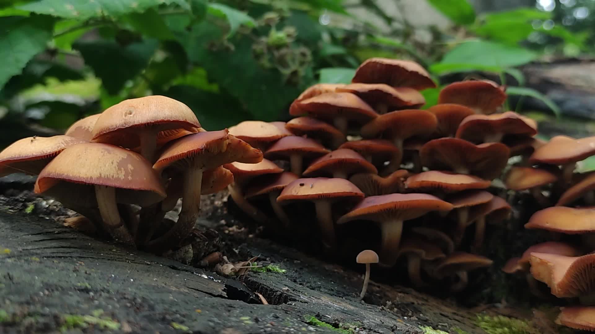 Mushrooms in the forest in the Bieszczady Mountains