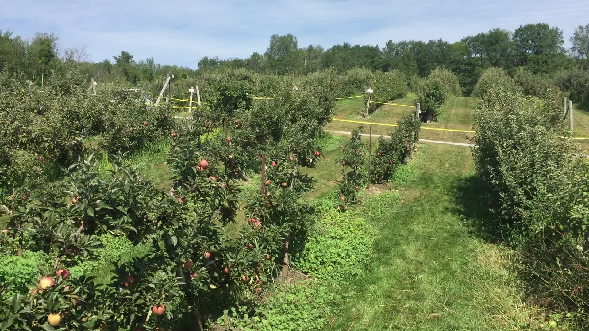 Apple orchard in Canada