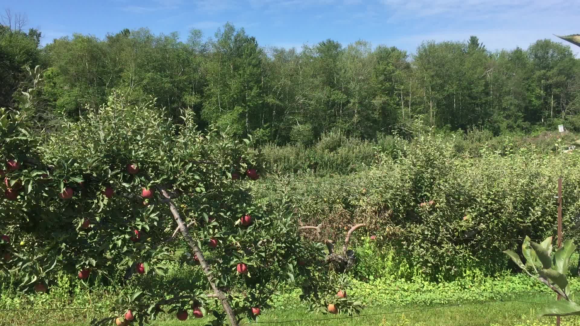 Apple orchard in Canada