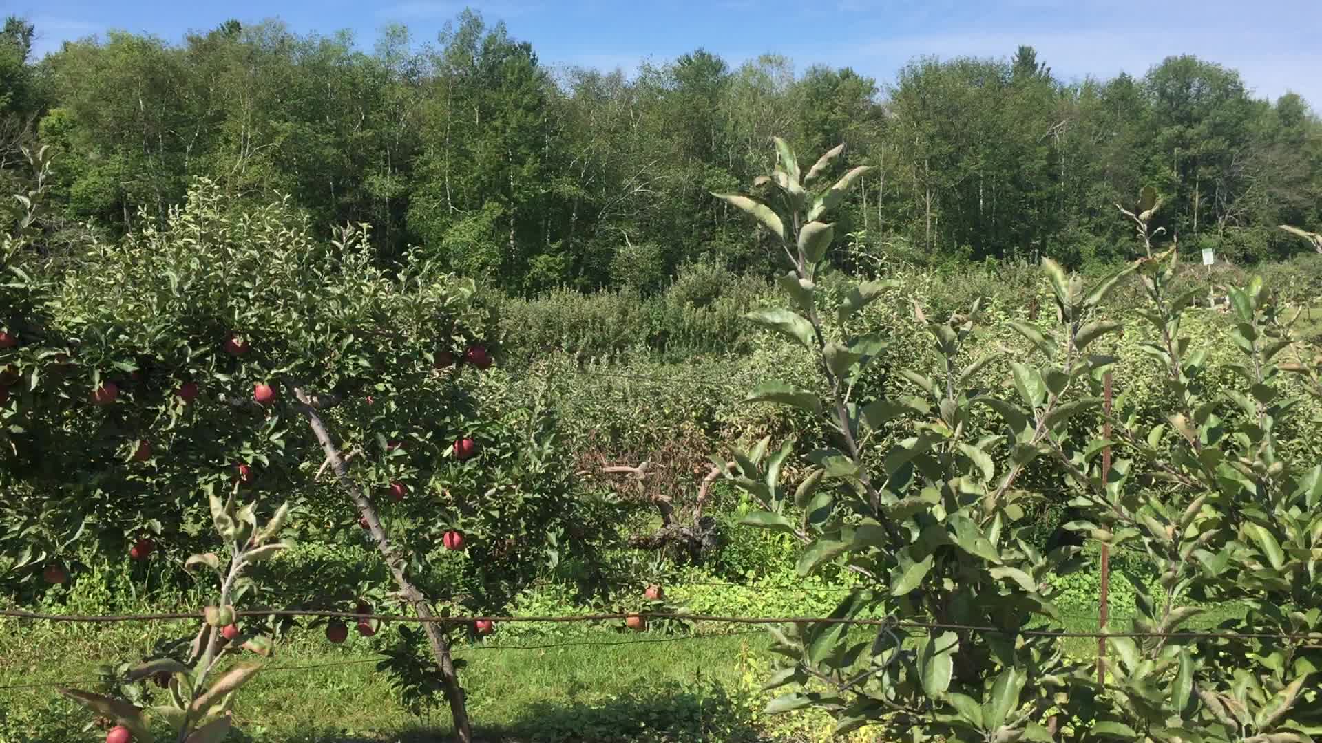 Apple orchard in Canada