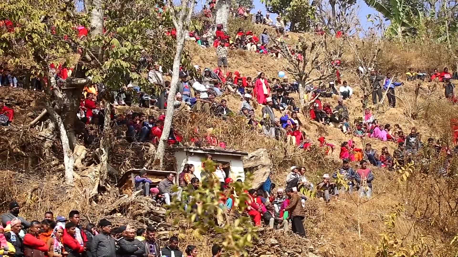 Bull fight organized to mark Maghe Sangranti or Makar Sankranti festival in Nepal