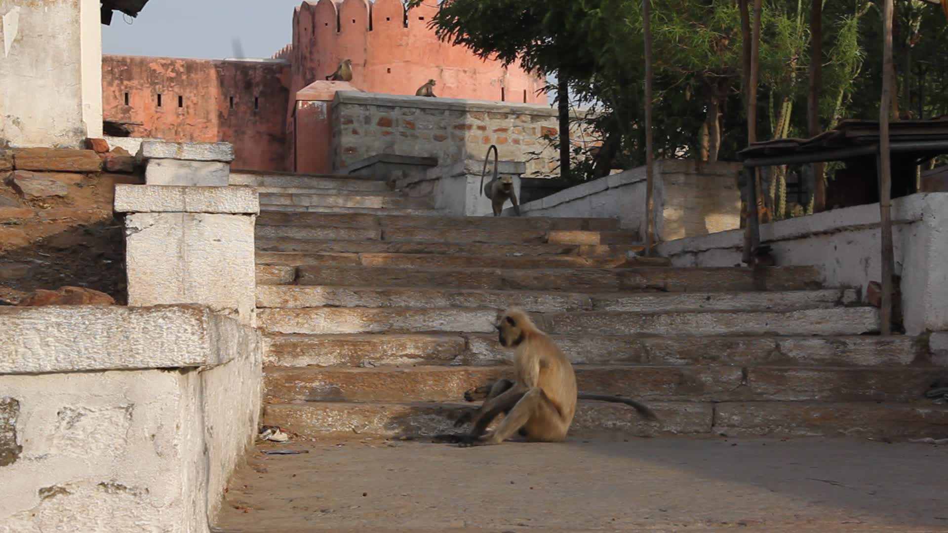Hanuman langur monkeys