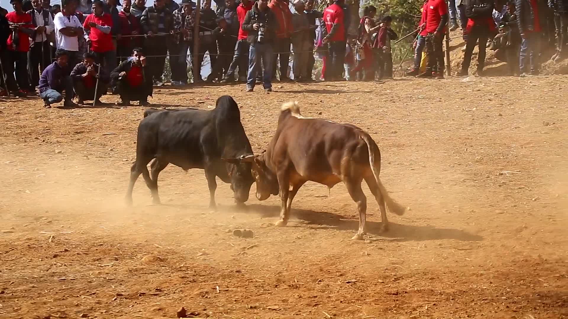 Bull fight organized to mark Maghe Sangranti or Makar Sankranti festival in Nepal