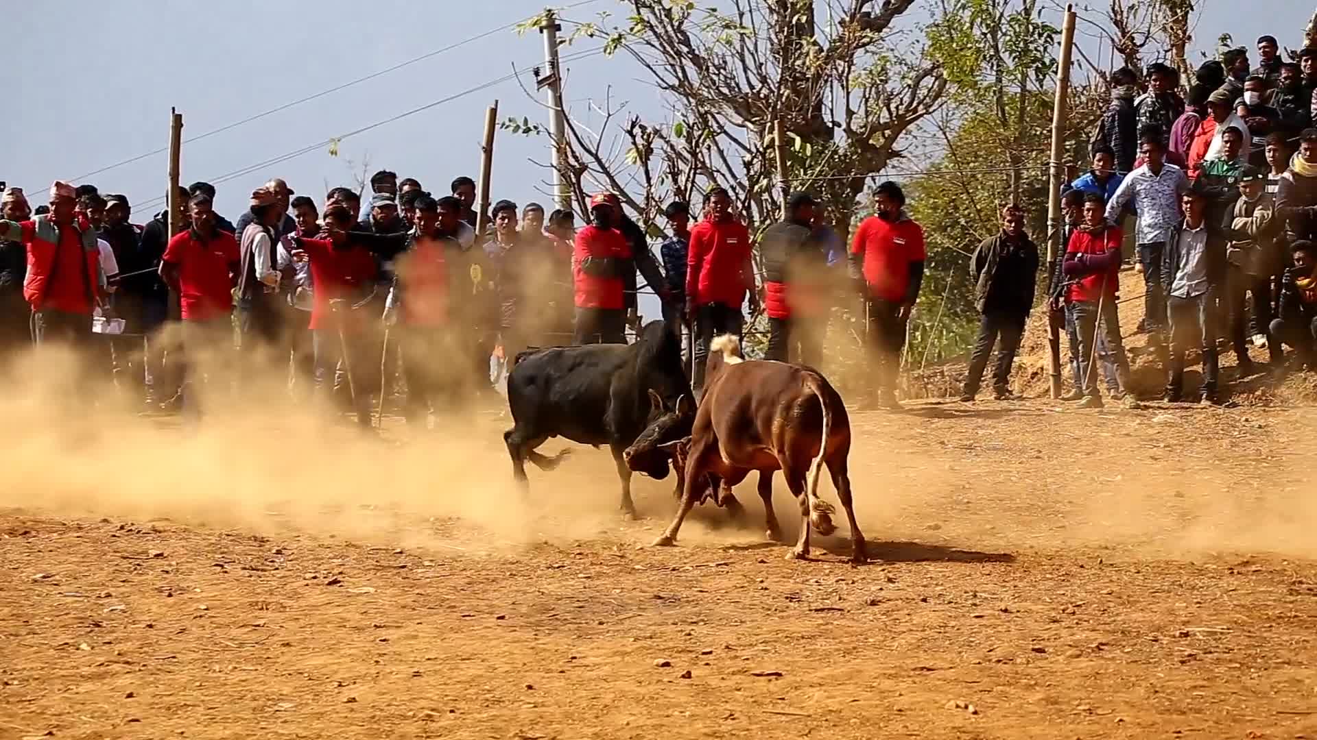 Bull fight organized to mark Maghe Sangranti or Makar Sankranti festival in Nepal