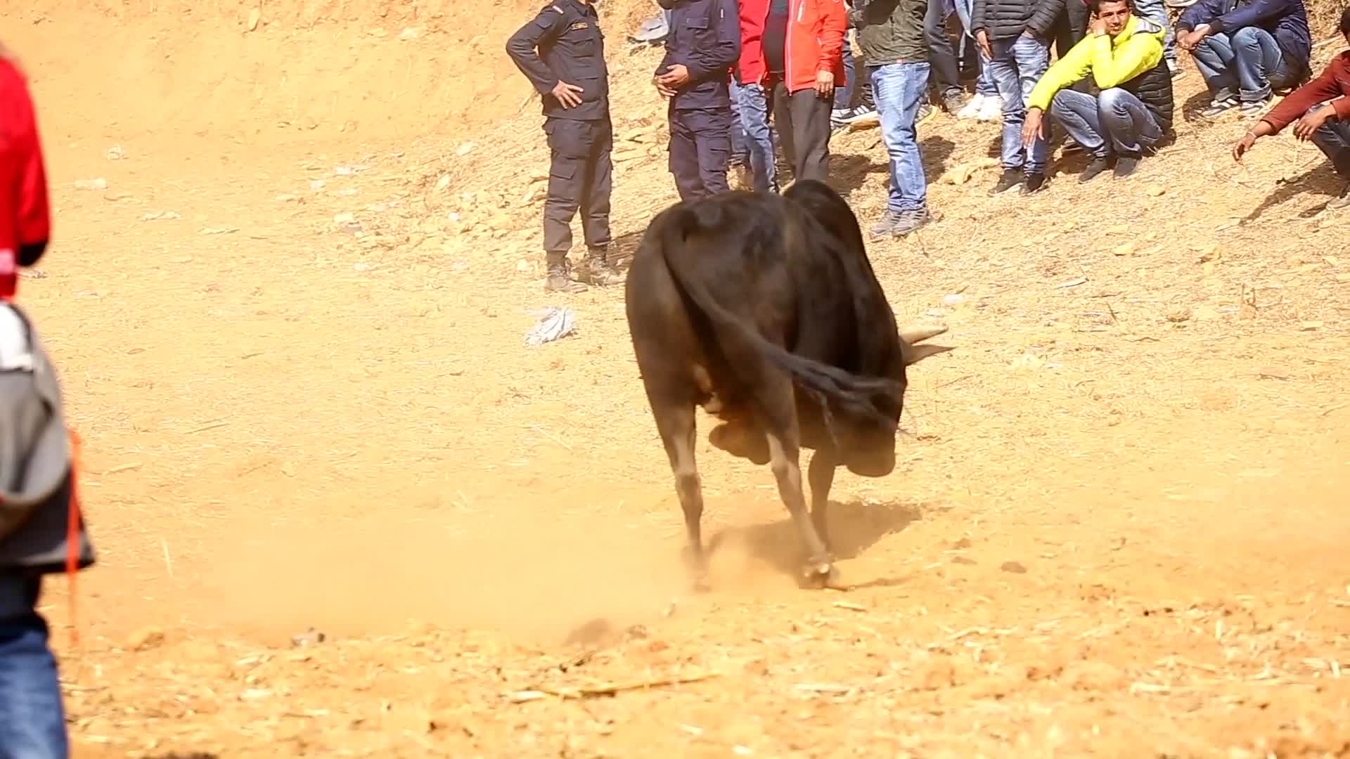 Bull fight organized to mark Maghe Sangranti or Makar Sankranti festival in Nepal