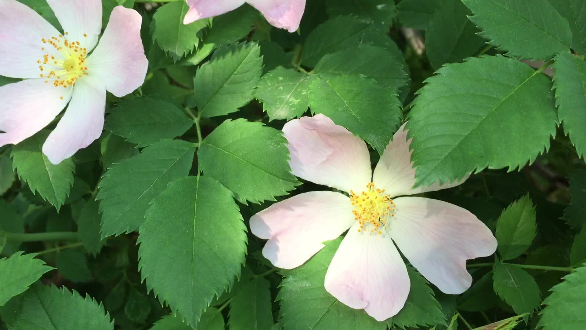 Pink flowers on Toronto