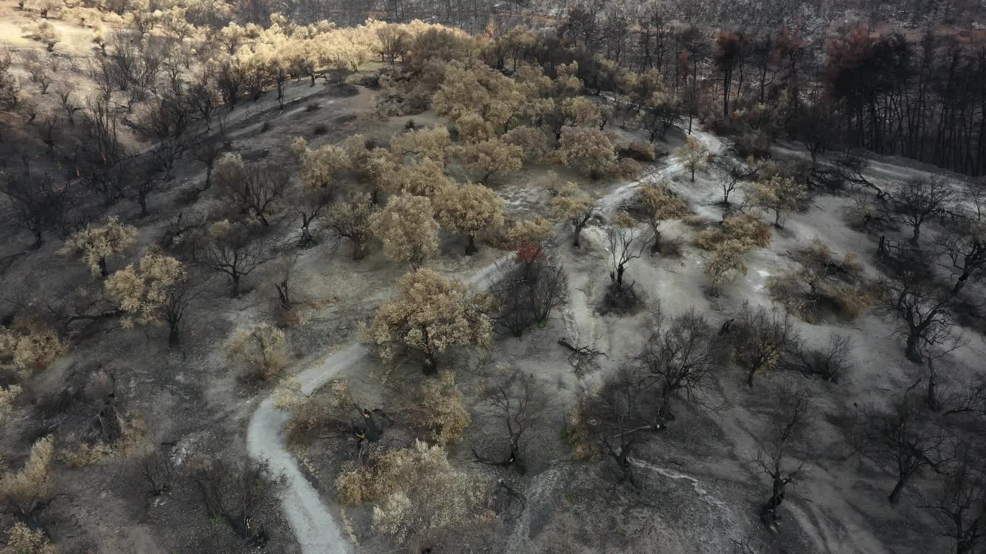 Greek island of Evia strangles with aftermath of wildfires and drought