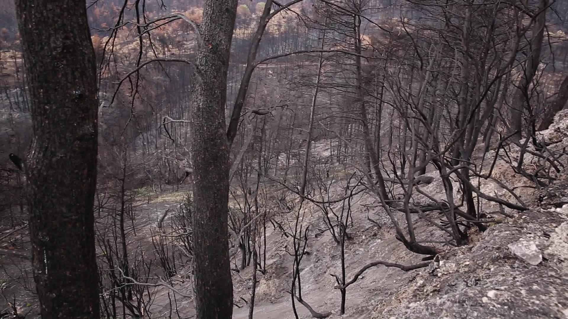 Greek island of Evia strangles with aftermath of wildfires and drought