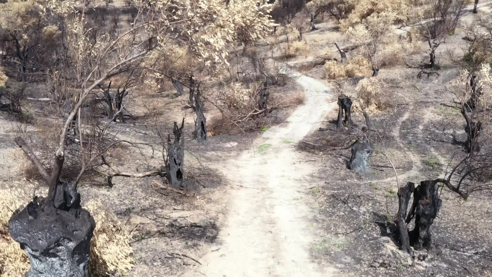Greek island of Evia strangles with aftermath of wildfires and drought