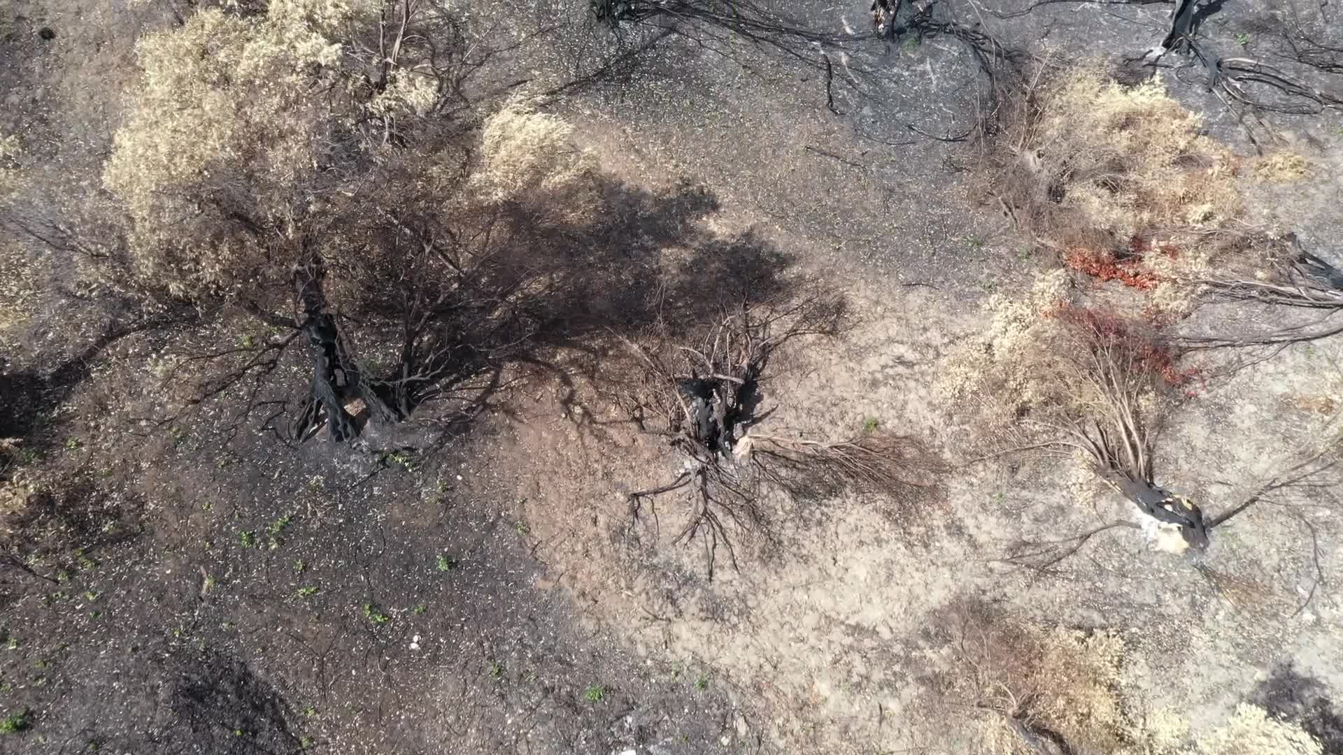 Greek island of Evia strangles with aftermath of wildfires and drought