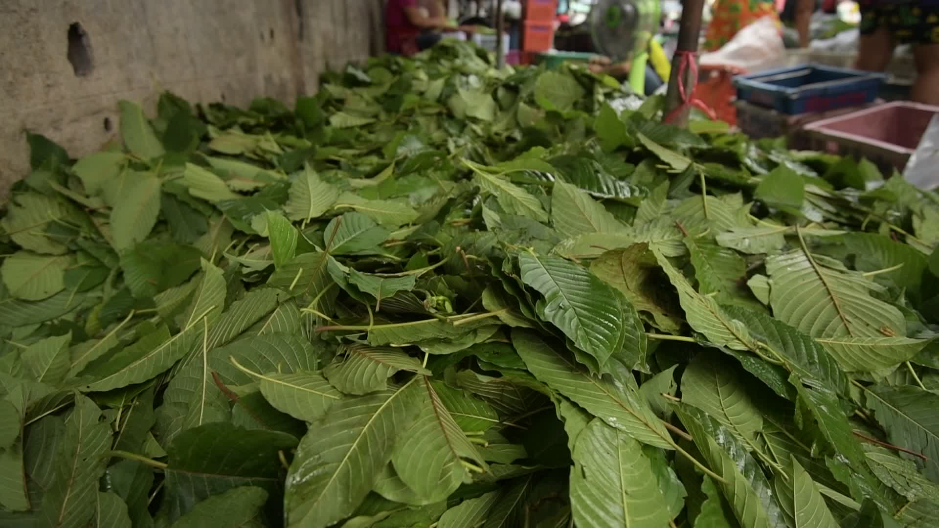 Thailand Removed Kratom From Illegal Drugs List