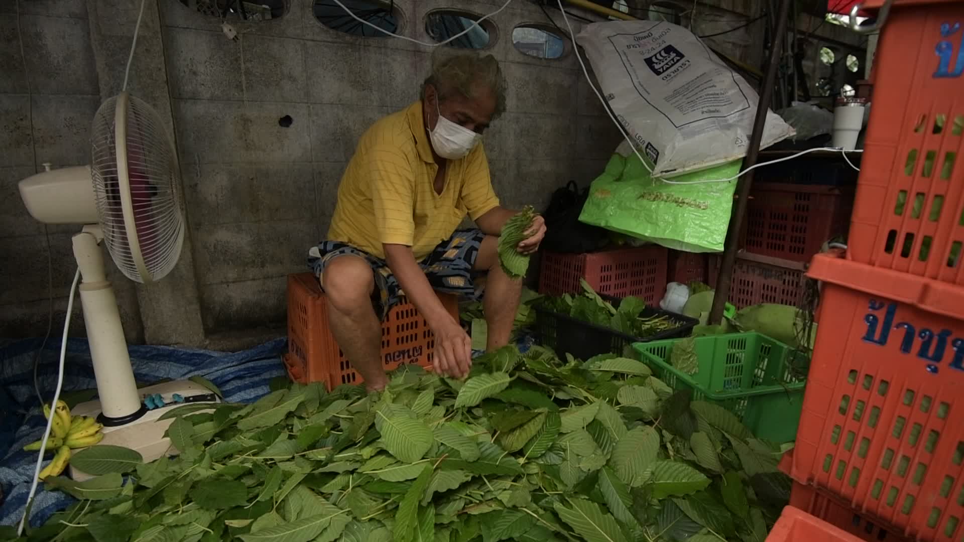 Thailand Removed Kratom From Illegal Drugs List