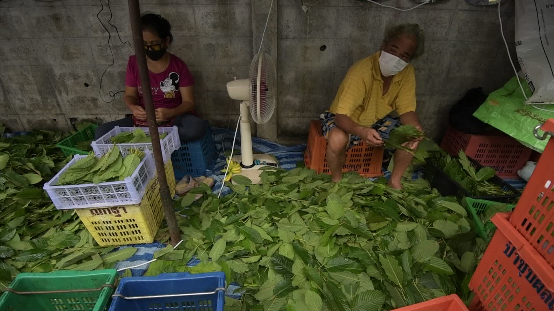 Thailand Removed Kratom From Illegal Drugs List