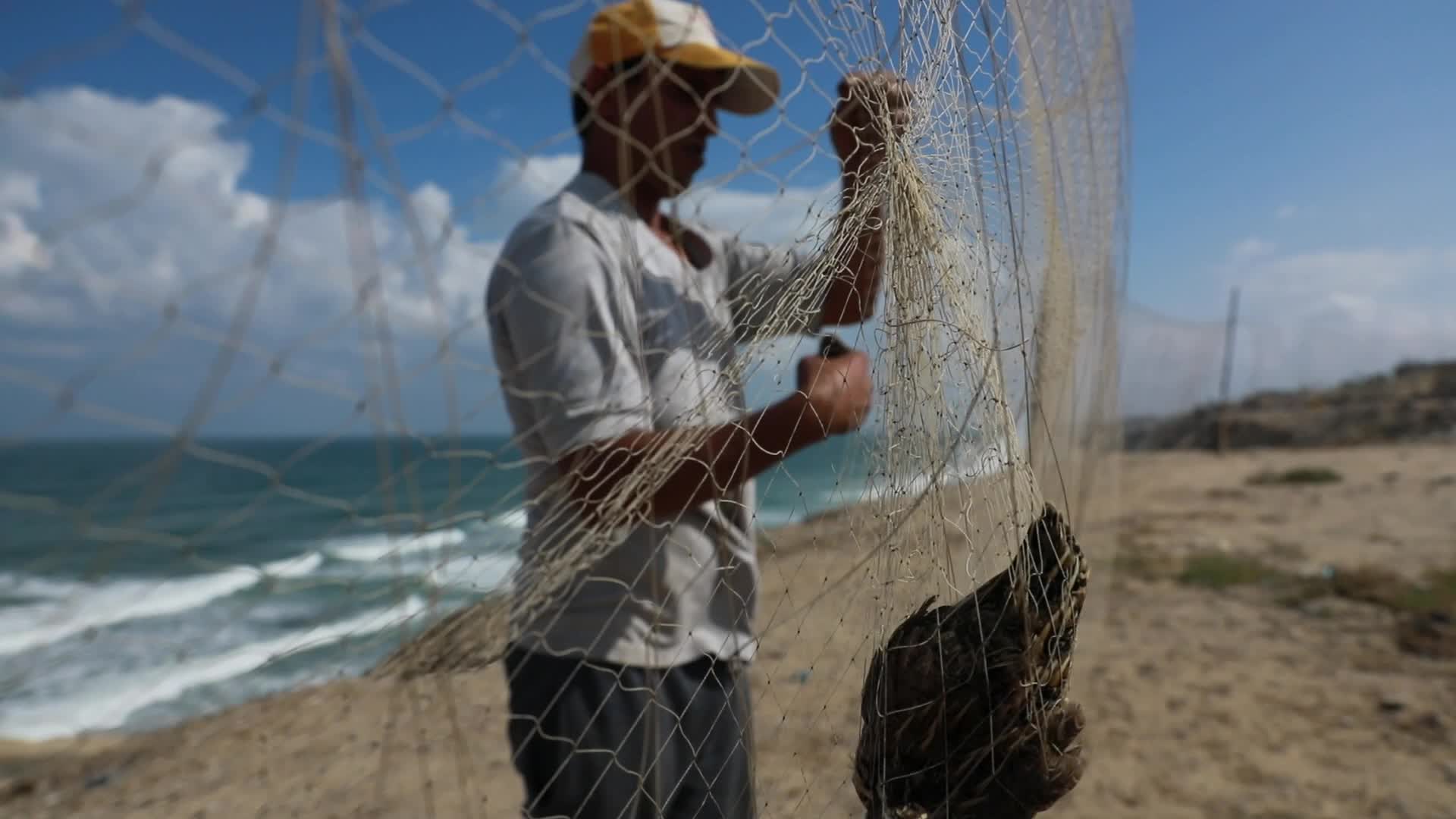 Quail hunt in Gaza strip