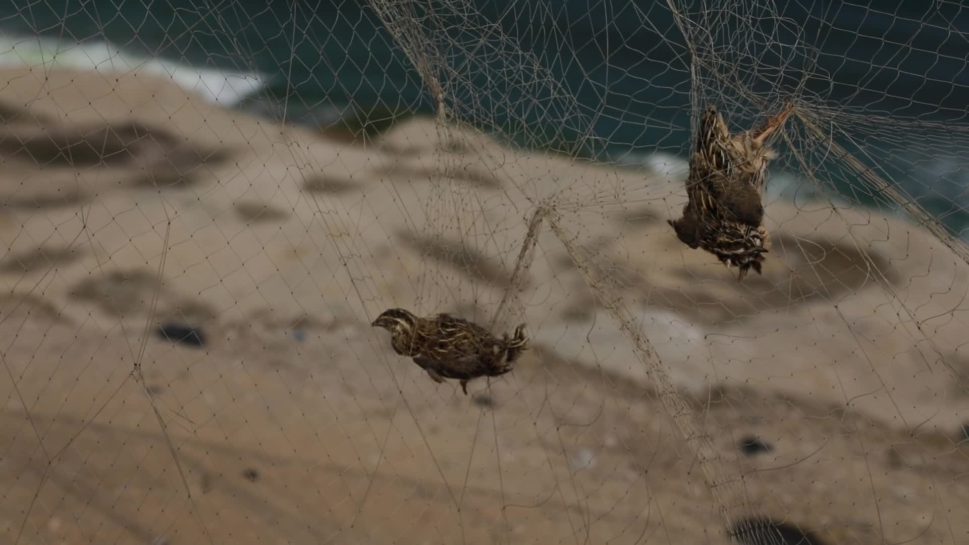 Quail hunt in Gaza strip