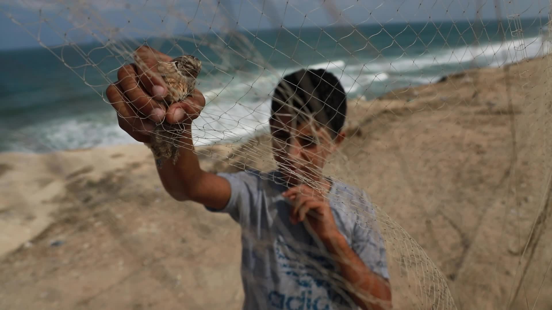 Quail hunt in Gaza strip