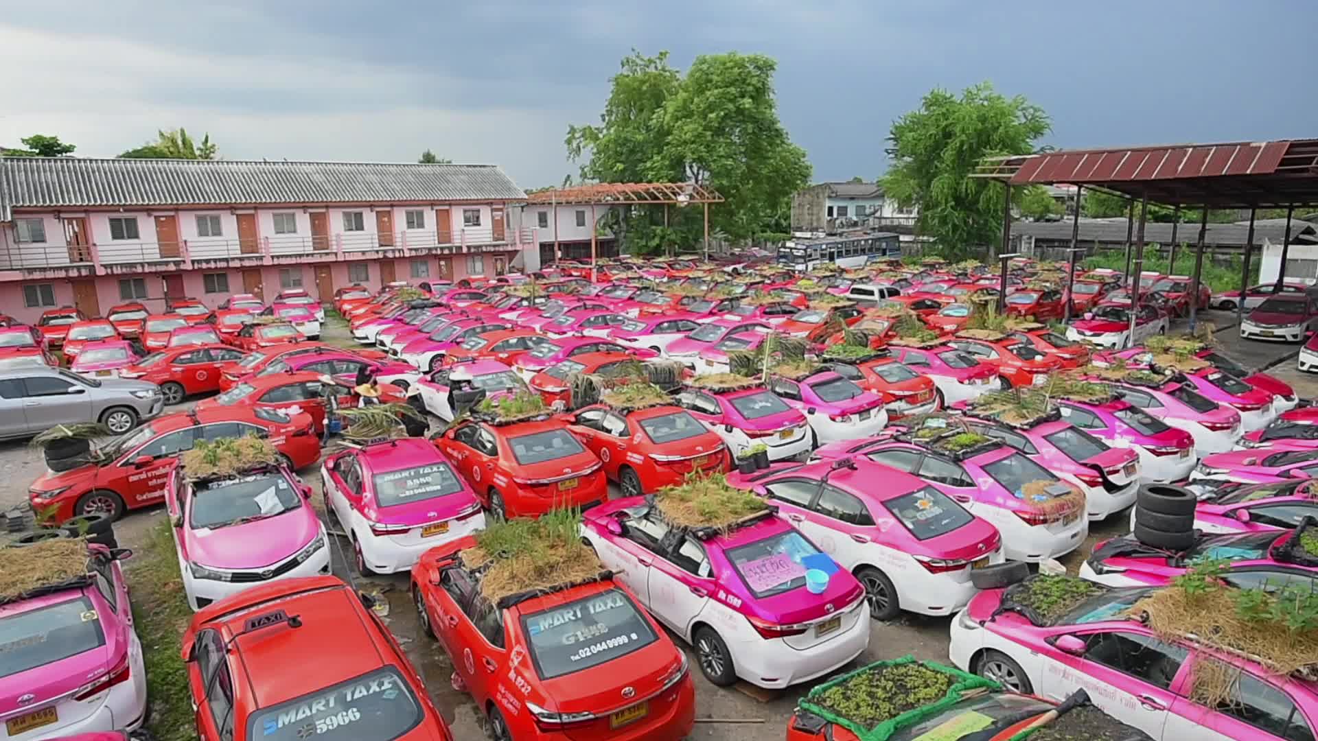 Bangkok's Taxis Become Vegetable Garden to Fight COVID-19 Economic Crisis
