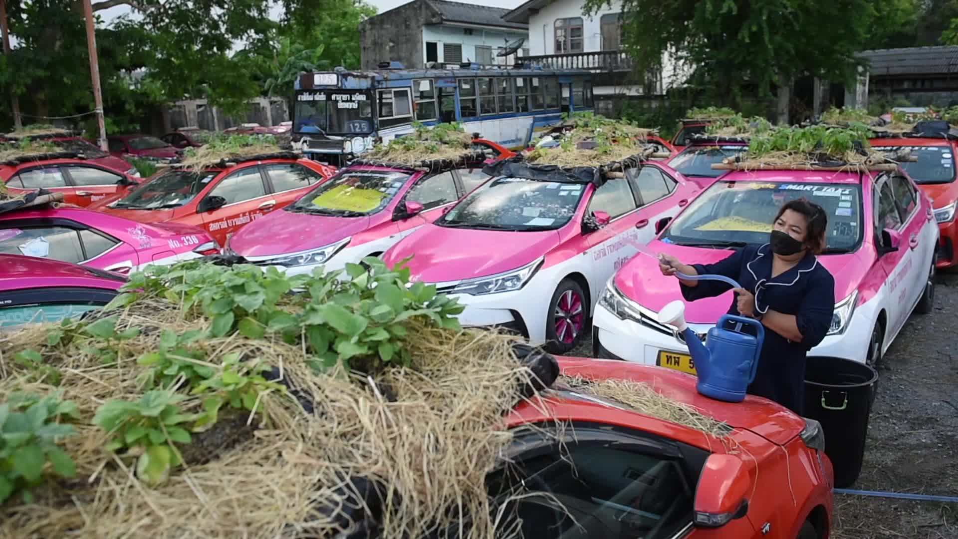 Bangkok's Taxis Become Vegetable Garden to Fight COVID-19 Economic Crisis