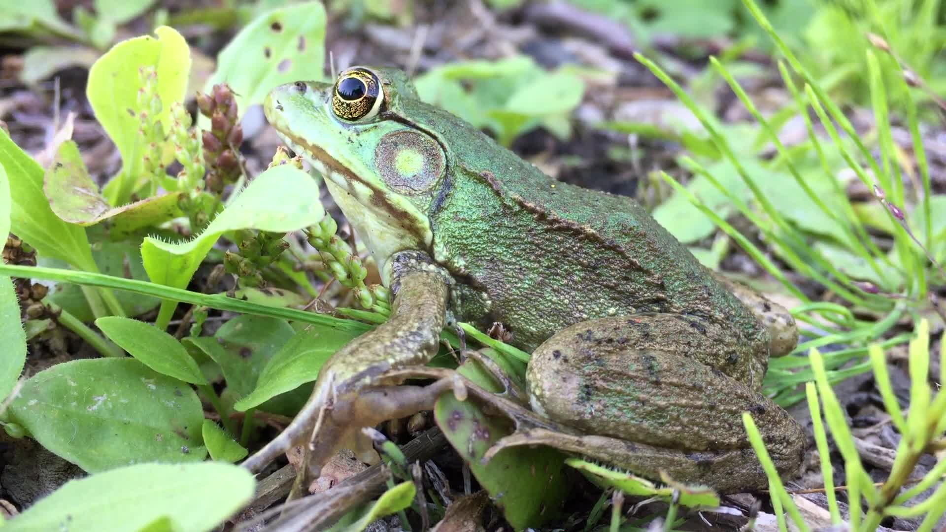 Northern green frog