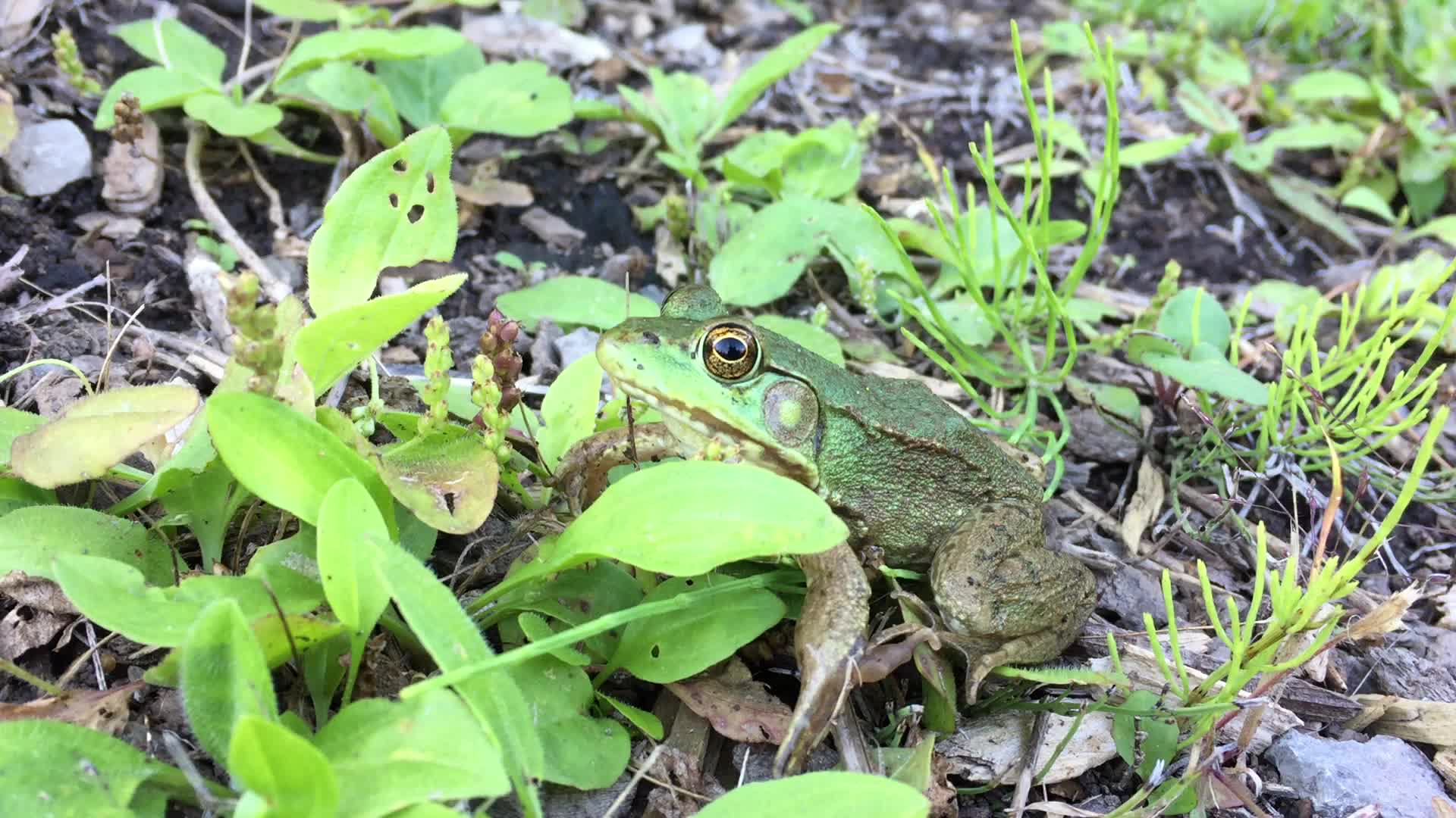 Northern green frog