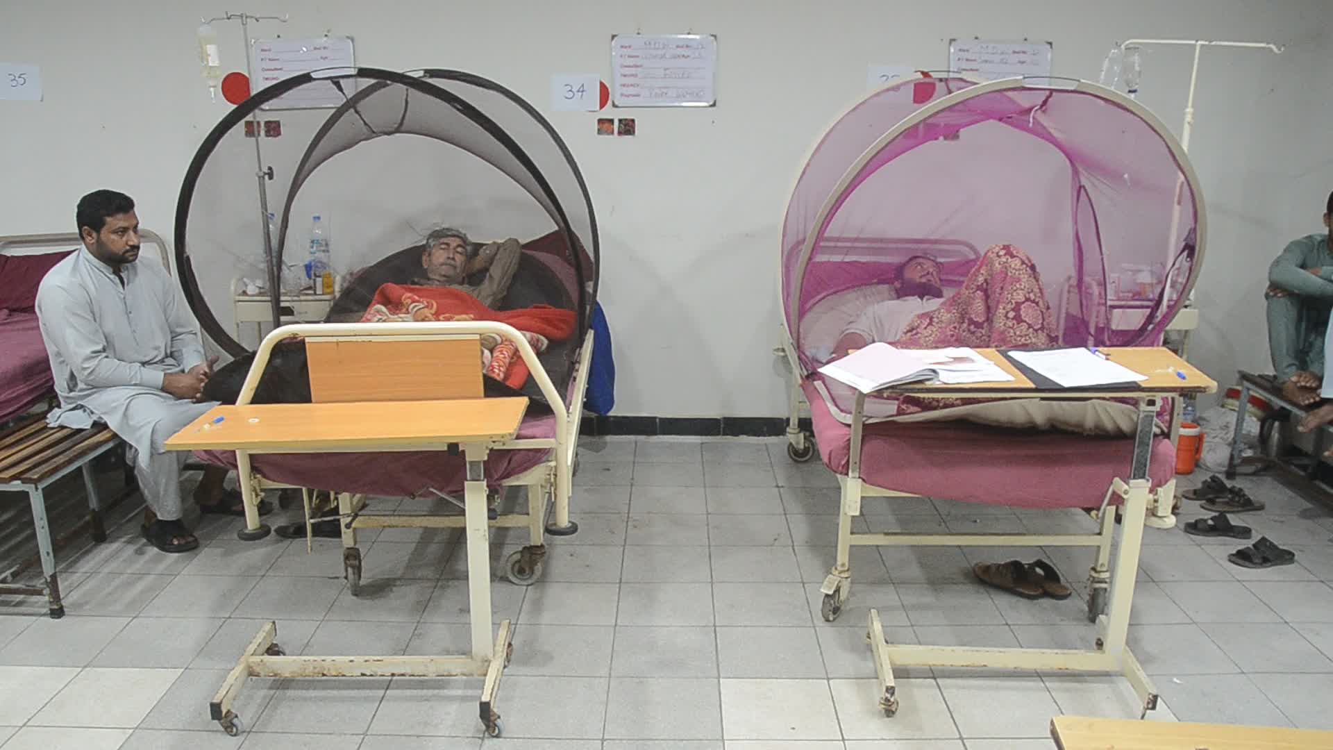 Peshawar reports 213 dengue cases in a day 