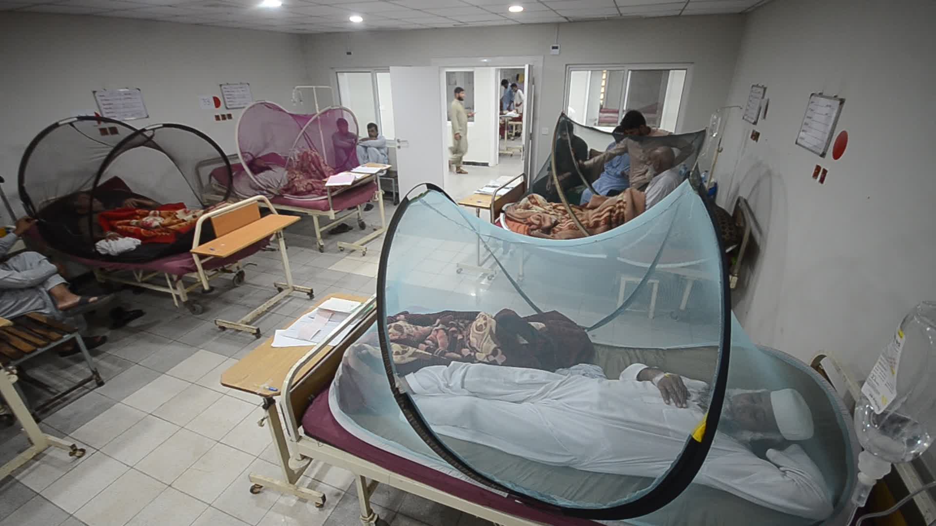 Peshawar reports 213 dengue cases in a day 