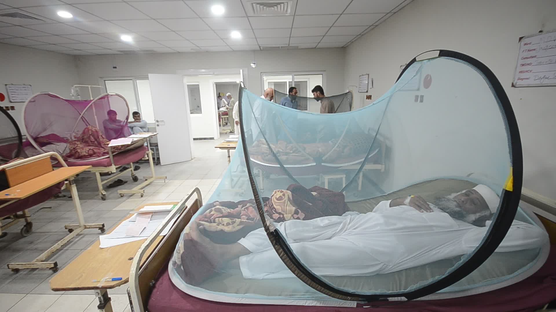 Peshawar reports 213 dengue cases in a day 