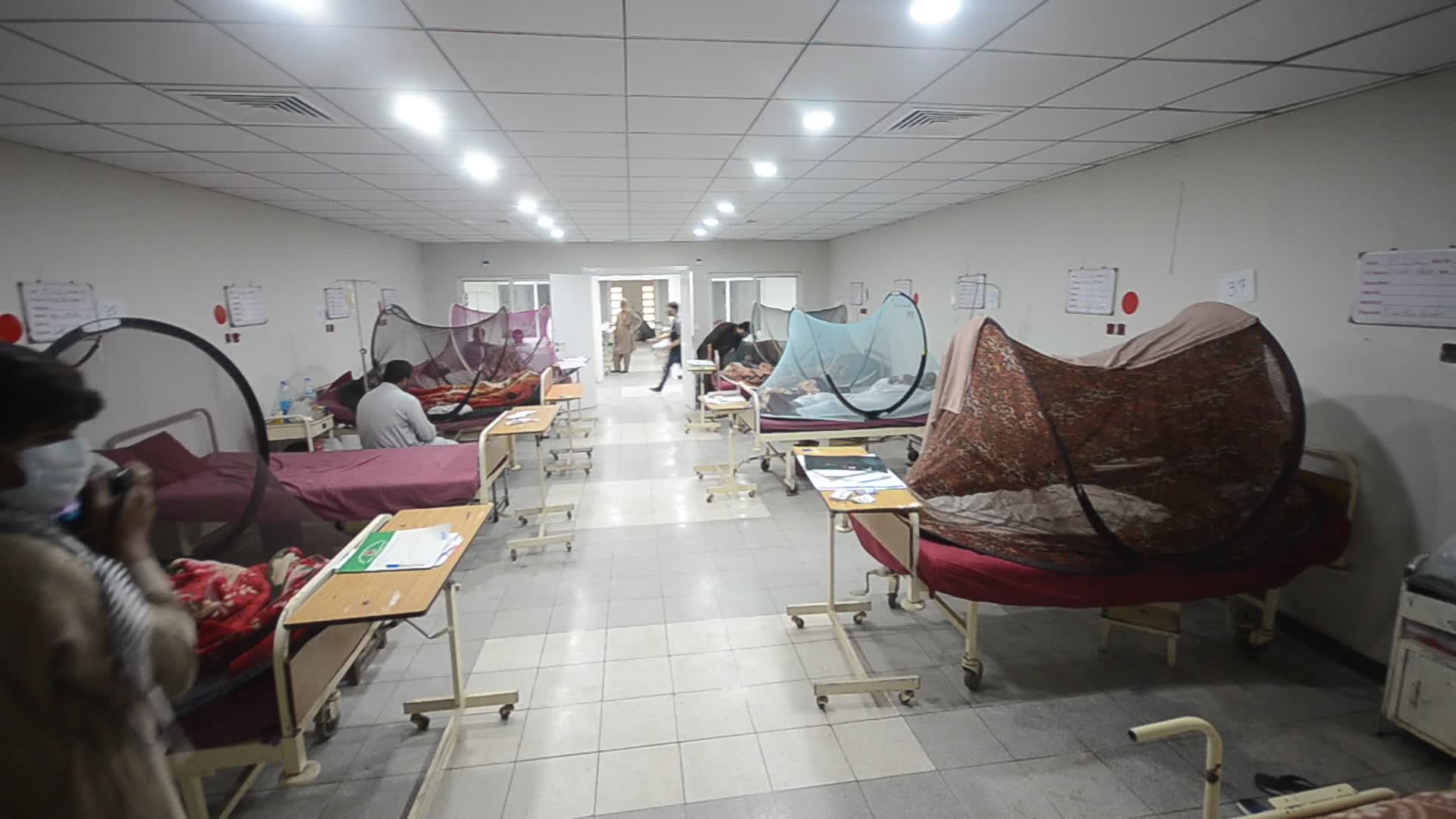 Peshawar reports 213 dengue cases in a day 