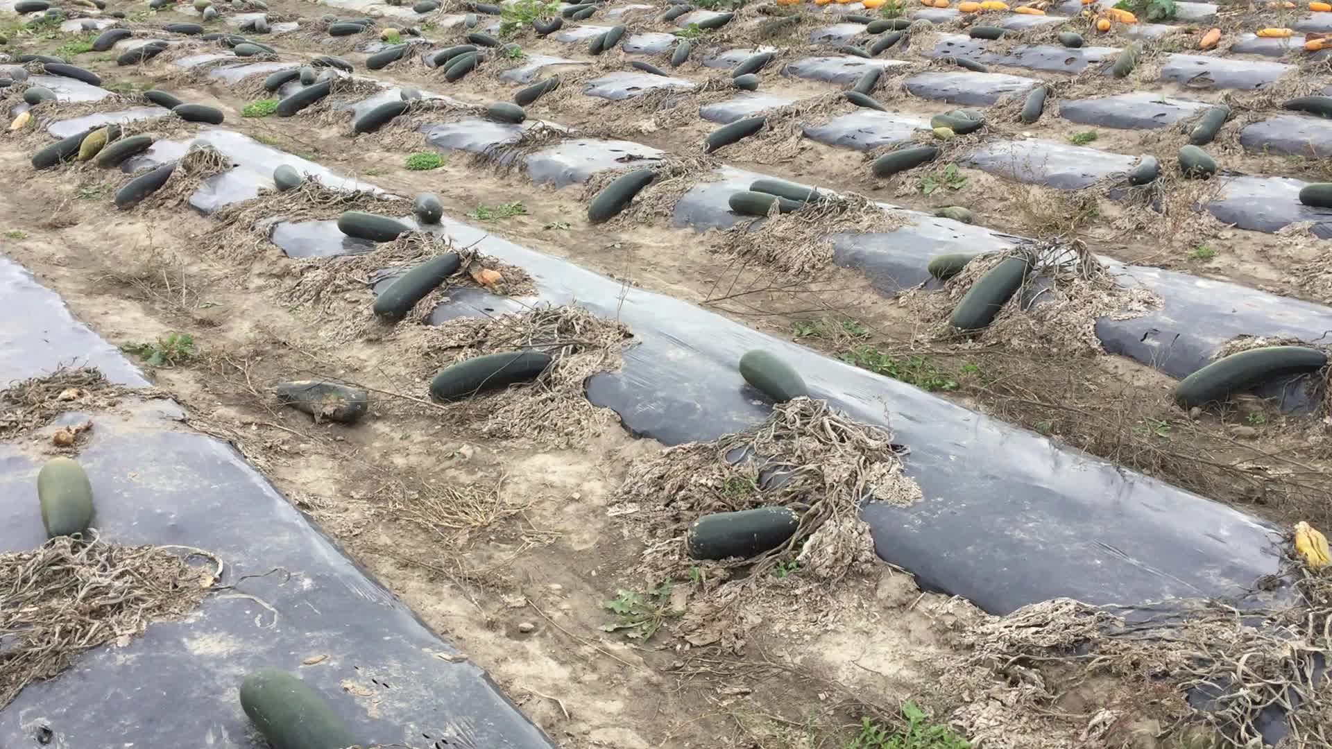 Agriculture in Canada