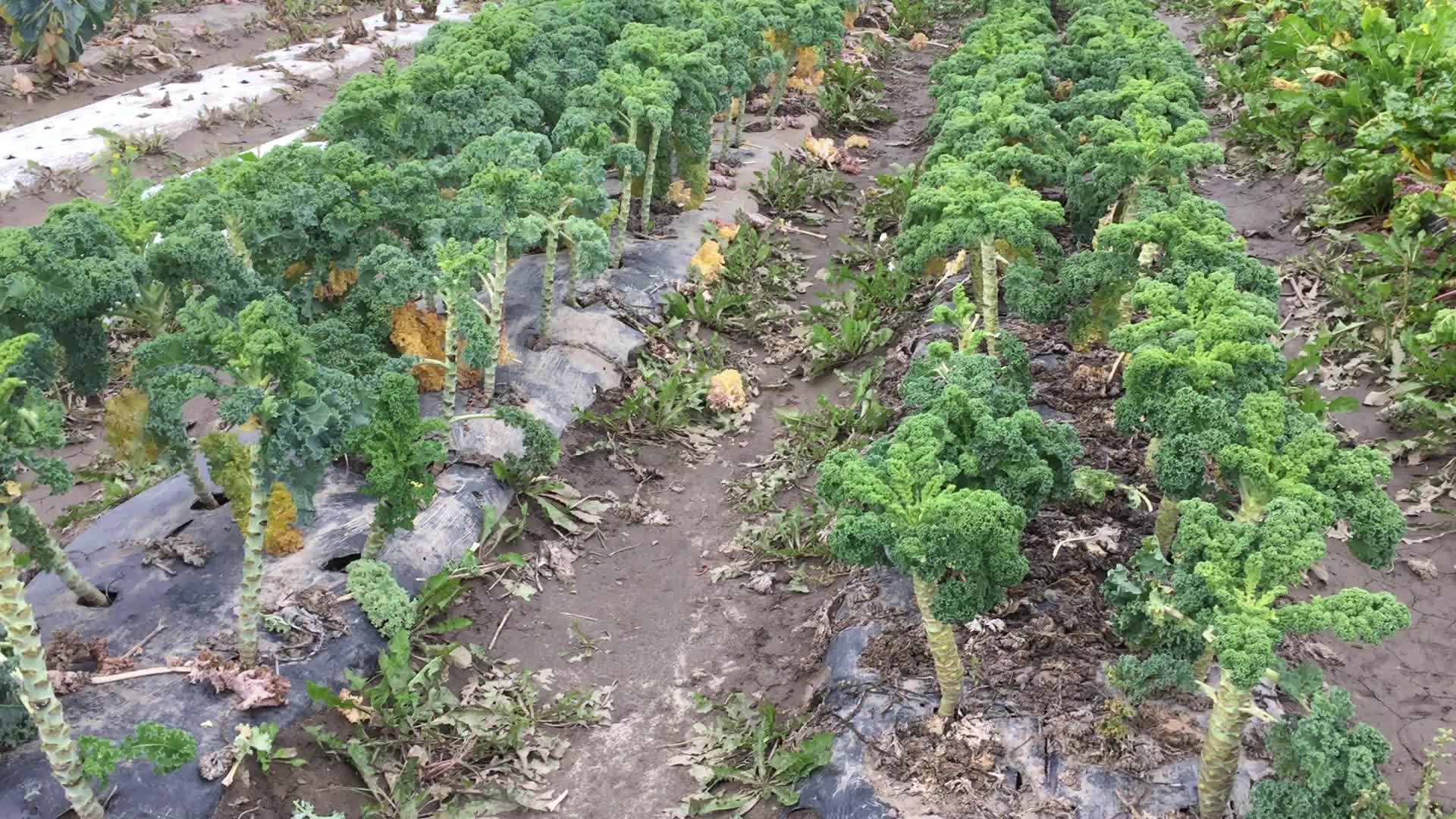 Agriculture in Canada