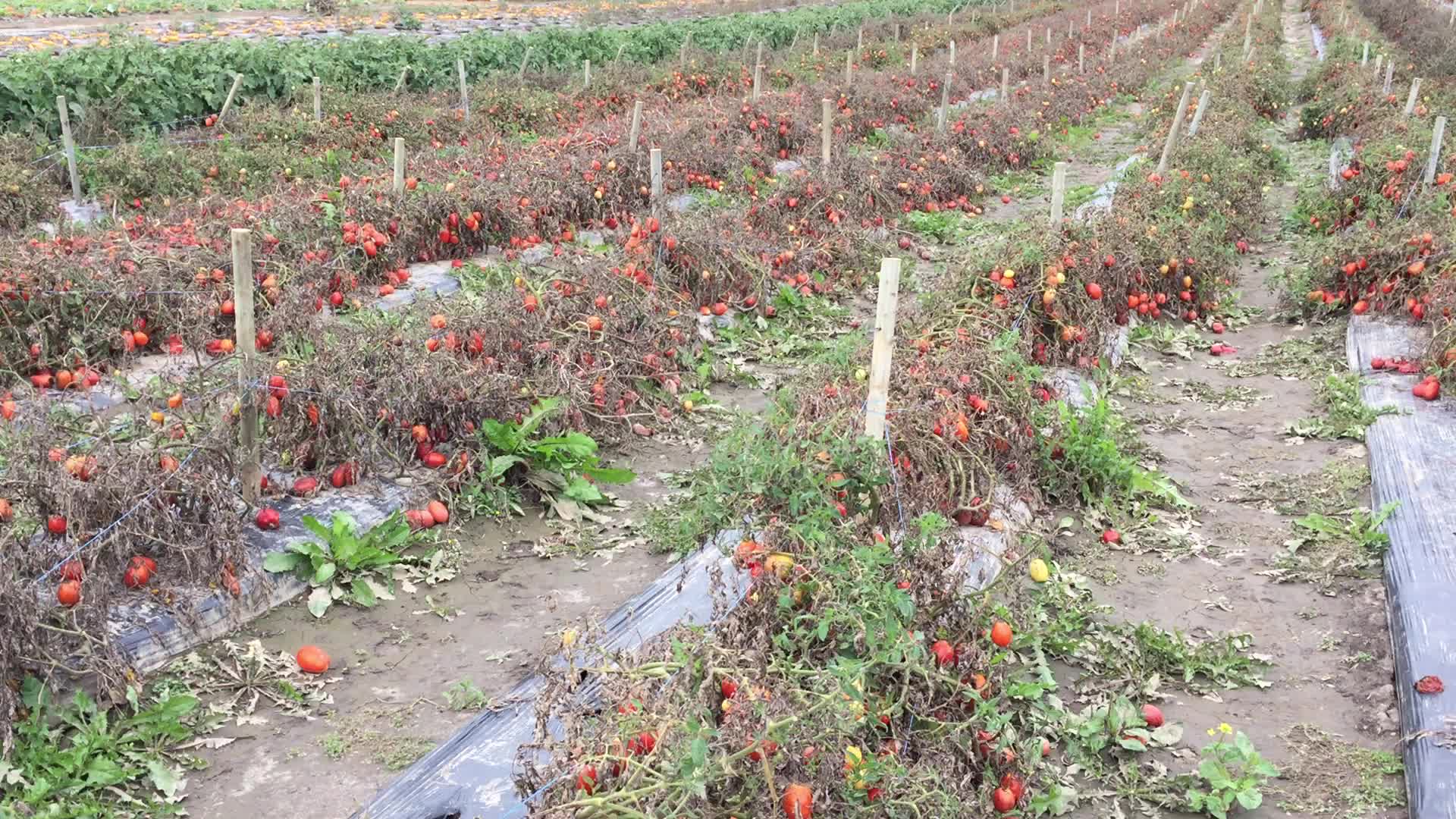Agriculture in Canada