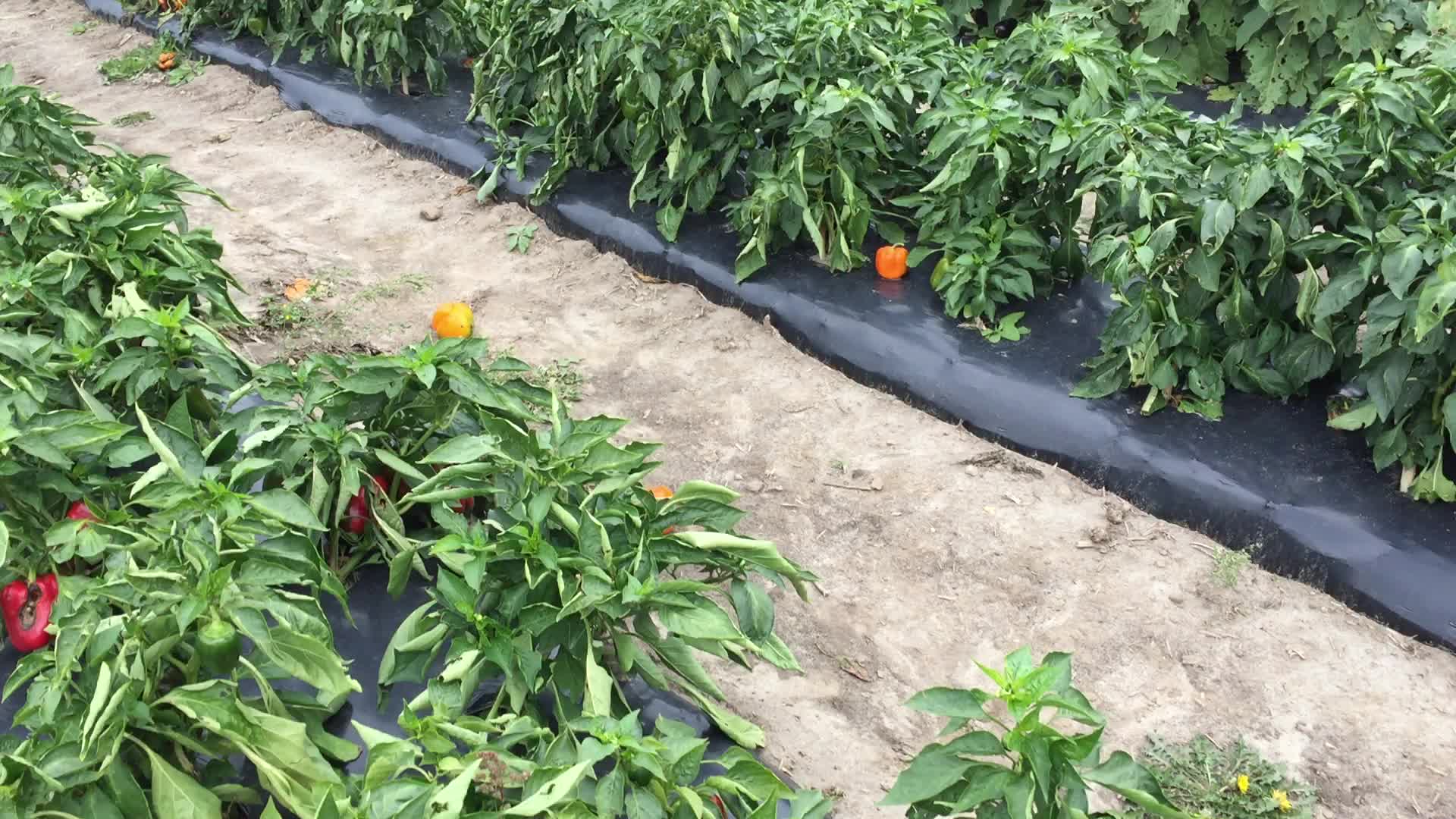 Agriculture in Canada