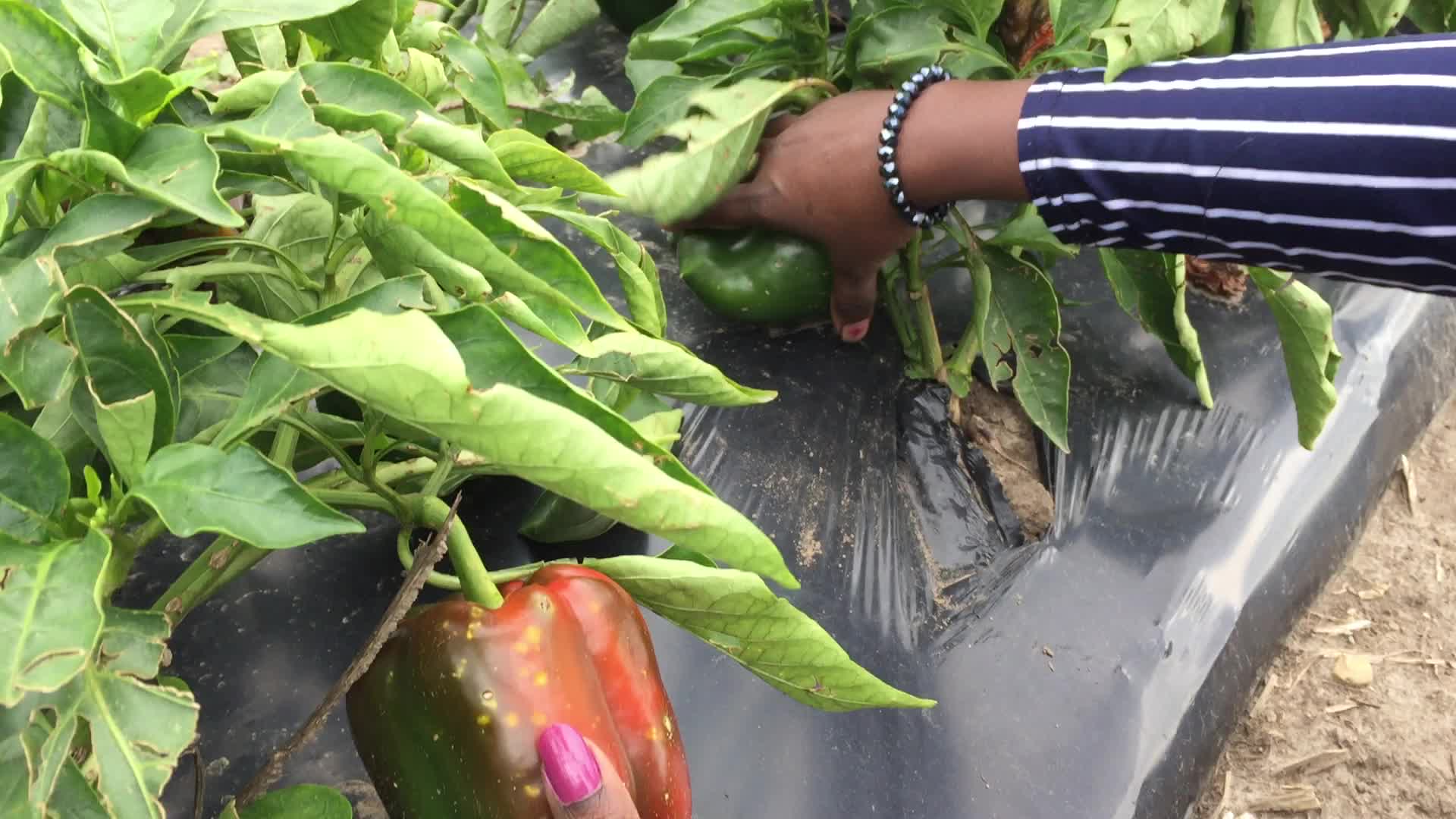 Agriculture in Canada