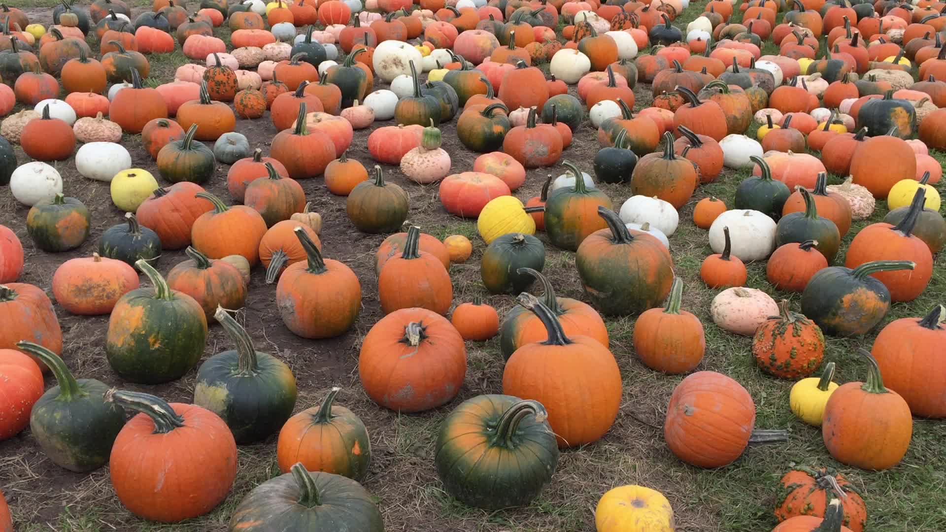 Autumn season in Canada
